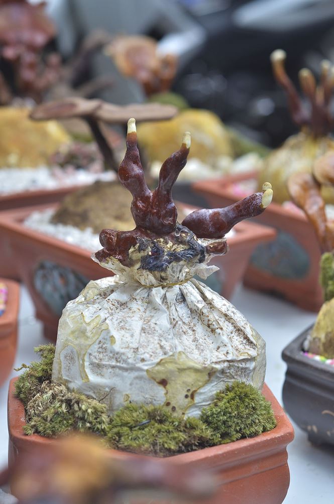 Gần 5 triệu đồng 1 chậu nấm linh chi bonsai chơi Tết ở Thủ đô